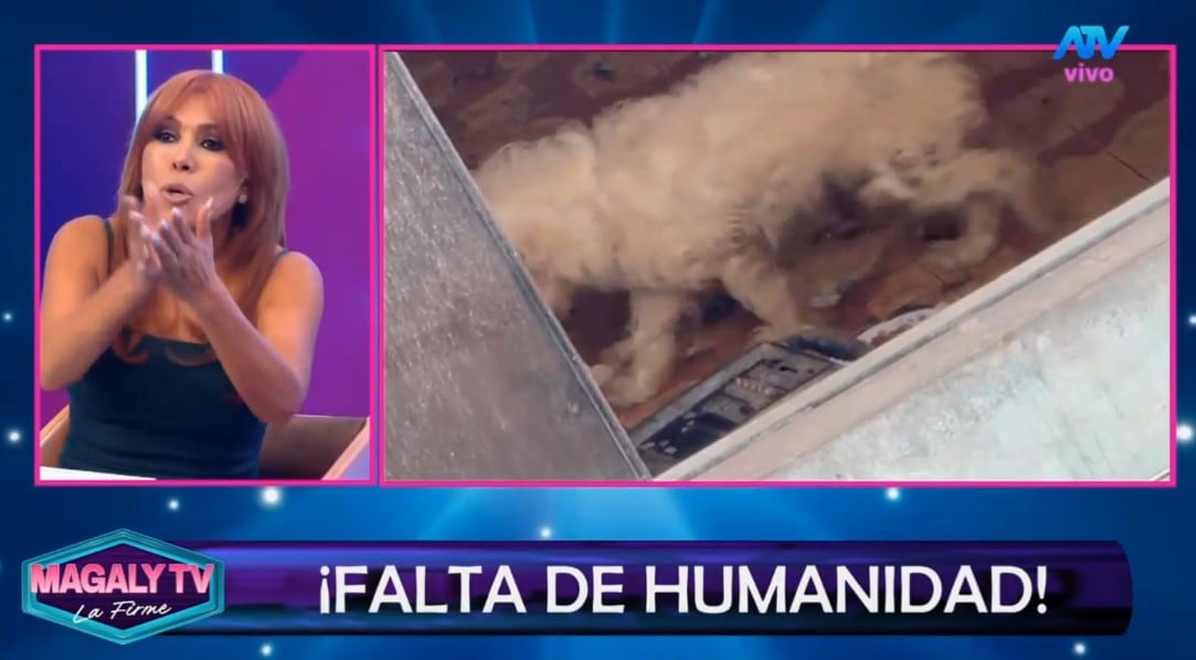 Greissy Ortega enfrenta acusaciones de presunto maltrato animal: vecinos difunden videos y audios. Captura: Magaly TV La Firme.