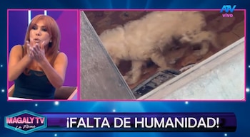 Greissy Ortega enfrenta acusaciones de presunto maltrato animal: vecinos difunden videos y audios. Captura: Magaly TV La Firme.