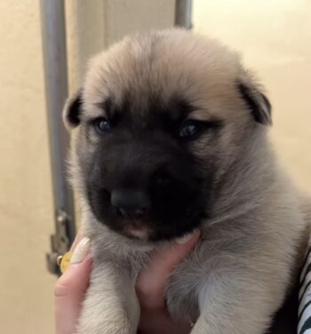 Los cachorros se encuentran bajo