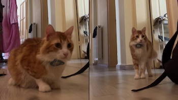 El video del felino mostró