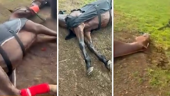 Un rayo mató a cuatro caballos durante una práctica en el Jockey Club de San Isidro y dejó herido a un cuidador