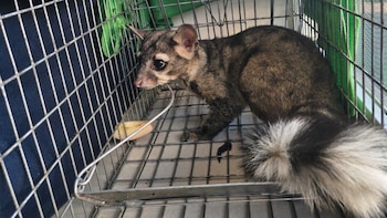 Rescatan a cacomixtle en la