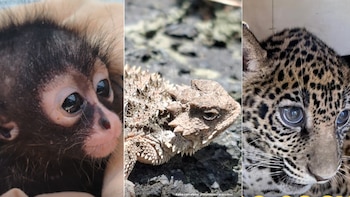 Venta ilegal de fauna silvestre encuentra refugio en redes sociales: Profepa detecta más de mil publicaciones entre 2025 y 2026