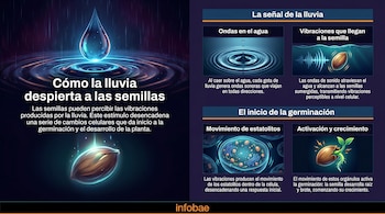 Infografía horizontal que muestra cómo las gotas de lluvia generan ondas que activan la germinación de una semilla al mover estatolitos internos.