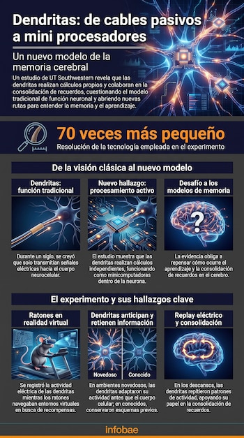 Infografía sobre dendritas. Muestra neuronas, un cerebro, un ratón en realidad virtual y texto que explica su función como mini procesadores activos.