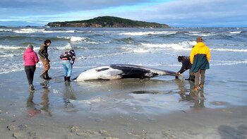 Por qué los científicos se