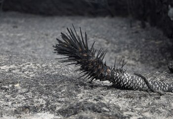 Revelamos que ST-Transformer también podría