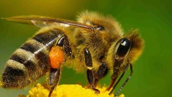 Why “vulture bees” abandoned nectar