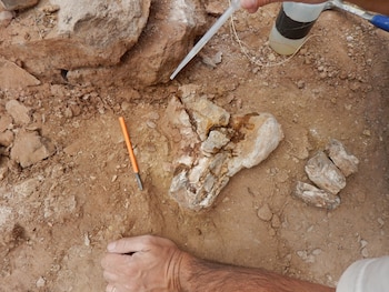 Rinconraptor pipoae