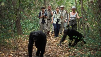 Las visitas guiadas al bosque