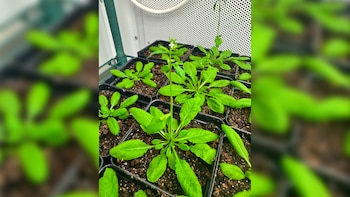 Descubren la proteína que hace que las plantas “se sientan llenas” de nitrógeno: cómo podría reducir el uso de fertilizantes
