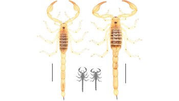 Hábito dorsal de Paruroctonus conclusus: