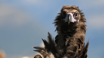 La Generalitat de Cataluña y