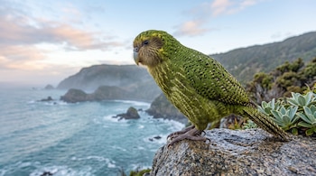 Un kākāpō de plumaje verde está sobre una roca, con acantilados y mar al fondo.