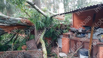 Cayeron dos árboles de su casa sobre la del vecino durante un temporal y deberá indemnizarlo