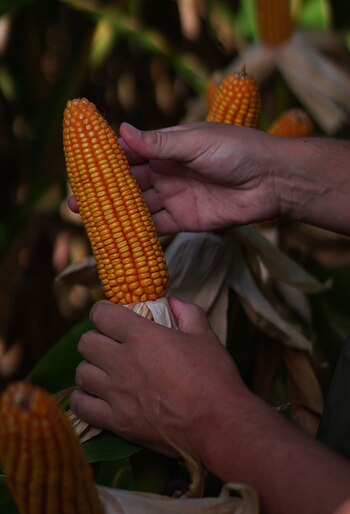 Congreso Internacional del Maíz De