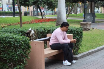 Gatos del parque Kennedy, en el distrito de Miraflores. Foto: Paula Elizalde / Infobae