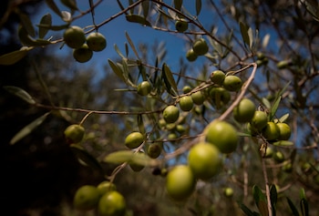 Olivos con aceitunas en una