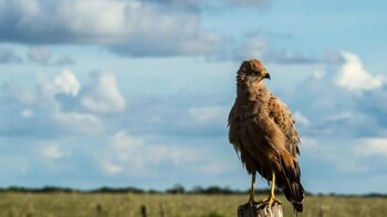 Los investigadores y organizaciones internacionales