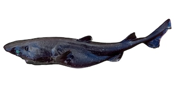 Tiburón linterna de ojos pequeños, Etmopterus litvinovi, una especie de tiburón de profundidad que habita en zonas del océano donde la luz solar no llega.