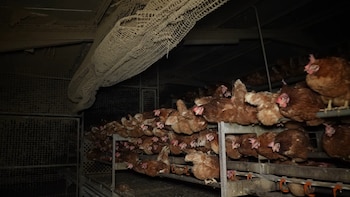 Ordenan el cierre de una