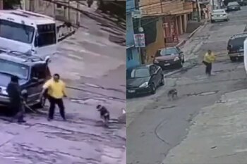La agresión hacia los perritos