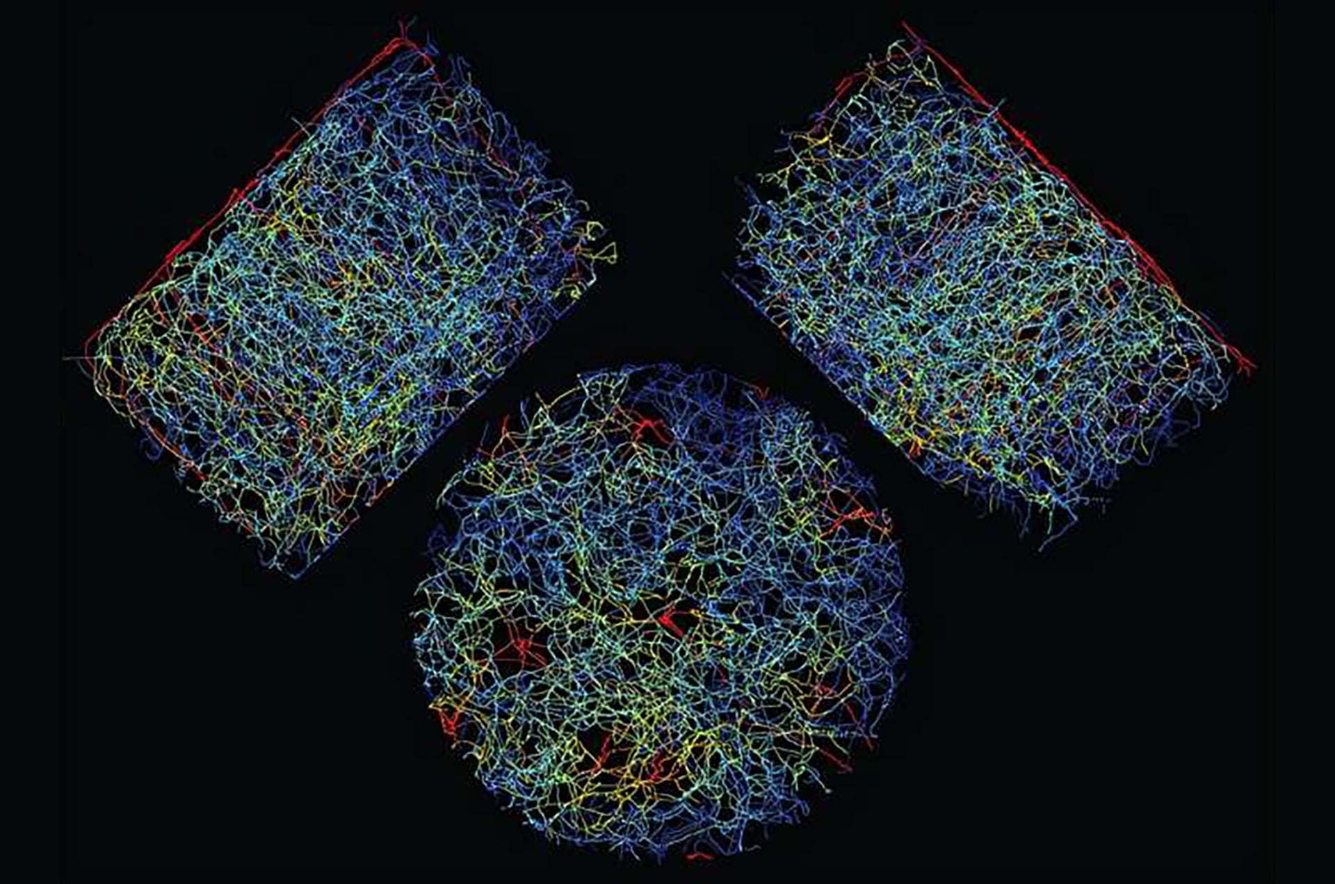 El control del flujo sanguíneo cerebral depende de la acción coordinada de los capilares de transición (Laboratorio Kleinfeld / UC San Diego)