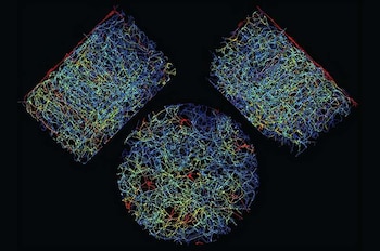 El control del flujo sanguíneo