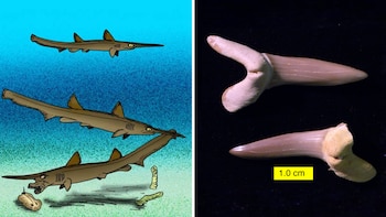 Una especie de Scapanorhynchus cf. raphiodon, como la hallada en el desierto de Abu-Tartur (Wikimedia Commons)
