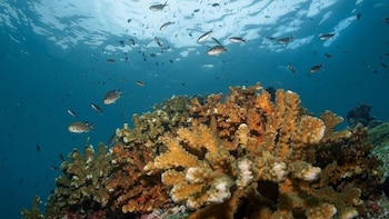 En el Caribe panameño descubren enfermedad que ataca a los corales
