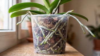 Una maceta transparente sobre una mesa de madera contiene raíces y sustrato de corteza de una orquídea con hojas verdes.