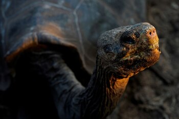 Una tortuga gigante en la