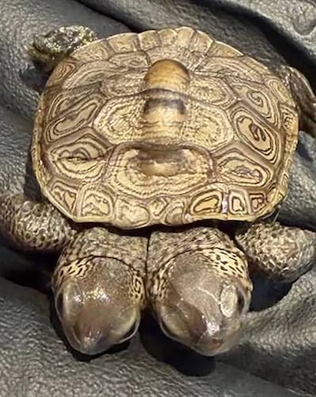 Vista superior de una pequeña tortuga de dos cabezas y patas escamosas sobre un guante negro