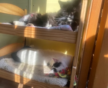 un gato negro y otro blanco tumbados en unas pequeñas literas de madera