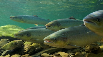 El salmón atlántico ha caído en España un 82% en una década: científicos señalan que la especie “está al borde de la extinción”