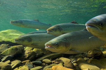 Salmones atlánticos. (Michel Roggo/Handout via REUTERS)