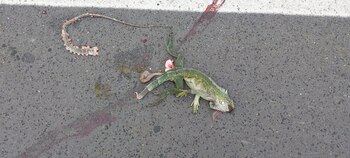 Las vías son la segunda