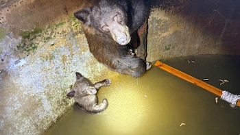 Un oso y su cría permanecen en el interior de un tanque de agua