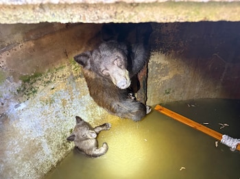 Un oso adulto y una cría en un tanque circular de agua con paredes de concreto y una tabla de madera atada con una cuerda