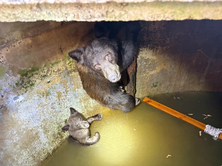 Una osa negra y sus tres crías fueron rescatadas de una cisterna de agua en La Verne, en el condado de Los Ángeles (California Department of Fish and Wildlife)