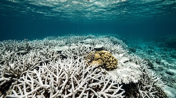 Paisaje submarino con corales ramificados blancos y una pequeña colonia de coral marrón sobre el lecho marino bajo agua clara.