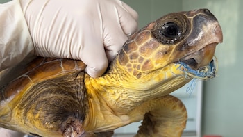 Las tortugas que quedan enredadas en artes de pesca pueden sufrir amputaciones. (CRAM)