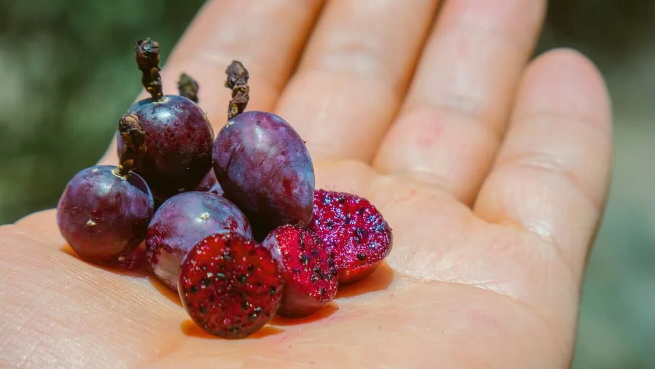 El garambullo puede disfrutarse fresco, en jugos, helados, mermeladas, dulces y como fruto deshidratado en diversas preparaciones alimenticias. (Shutterstock)