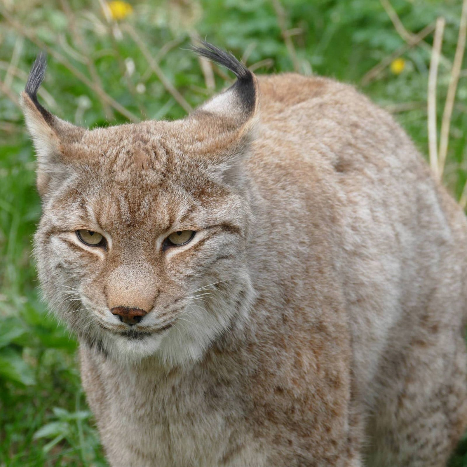 El distrito de Teltow-Fläming ordenó el cierre de las instalaciones hasta que los organismos competentes emitan una nueva autorización (Wildpark Johannismühle)