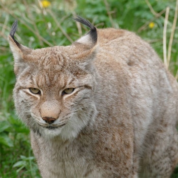 Una niña de ocho años fue atacada por un lobo en un parque de Brandeburgo