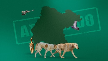 Guanajuato protege el bienestar animal