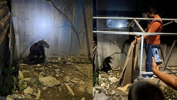 Oso hormiguero es visto en