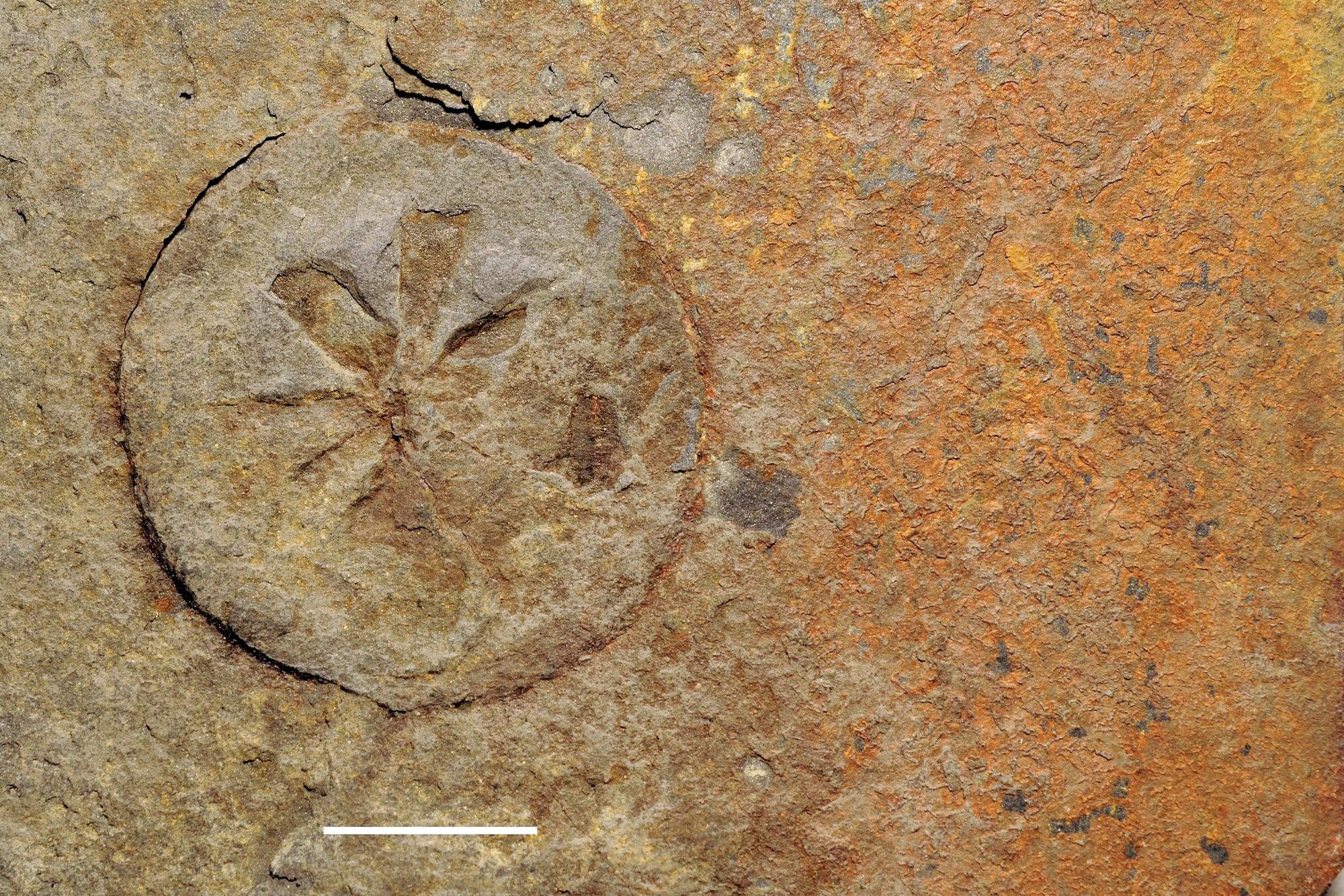 El hallazgo de fósiles en Gabón desafía la teoría sobre el origen de la vida compleja en la Tierra (University of Poitiers)