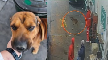 Perro recibe disparo al frenar