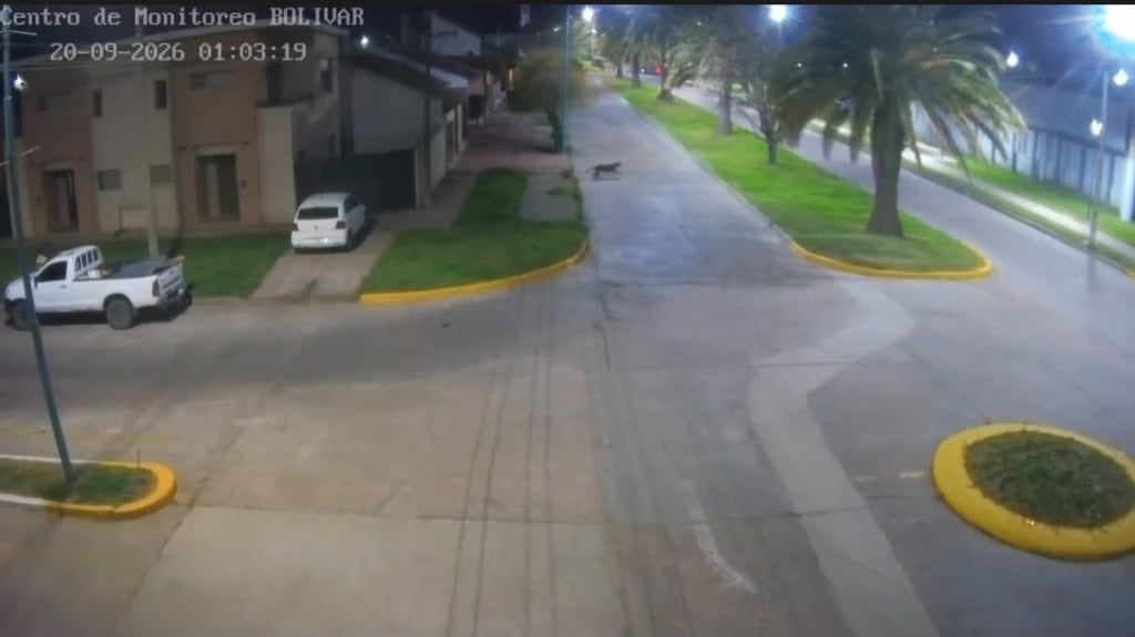 La Dirección de Protección Ciudadana y Defensa Civil de Bolívar coordinó un operativo de búsqueda con la Policía local por el puma suelto.